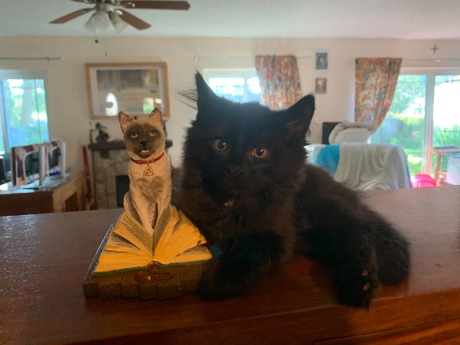 Bergamont - Domestic Medium Hair