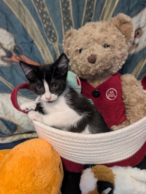 Frontier, a cat for adoption from C.A.T.S.-C.A.N., Inc.