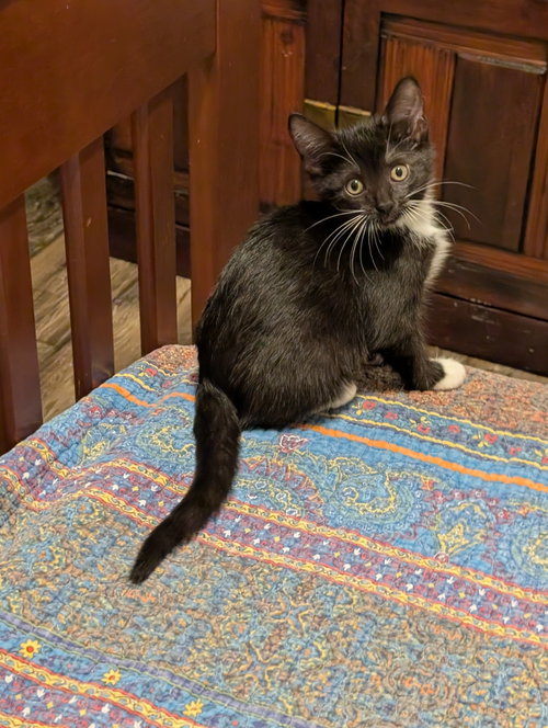 Mesa, a cat for adoption from C.A.T.S.-C.A.N., Inc.