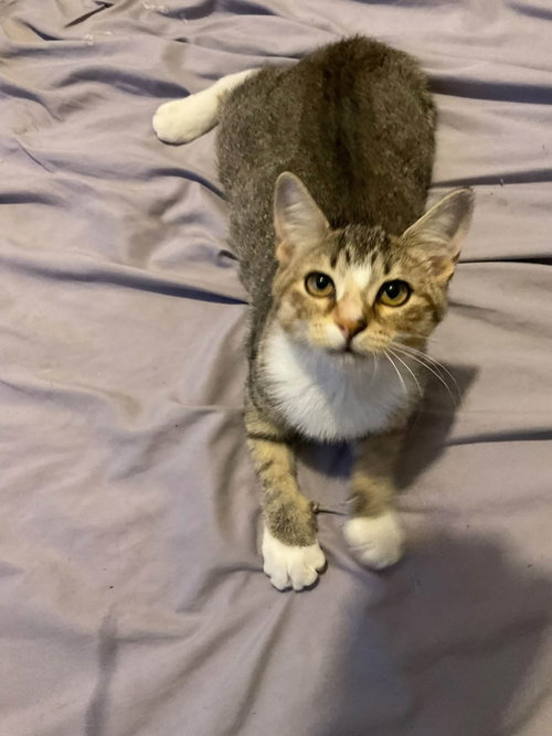 Samantha, a cat for adoption from C.A.T.S.-C.A.N., Inc.
