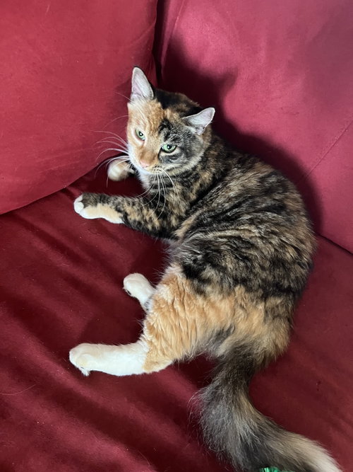 Verity, a cat for adoption from C.A.T.S.-C.A.N., Inc.