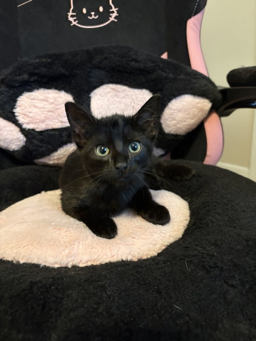 Umbreon, a cat for adoption from C.A.T.S.-C.A.N., Inc.