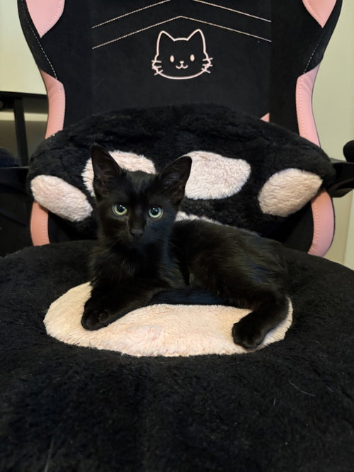 Photo 2 of Umbreon