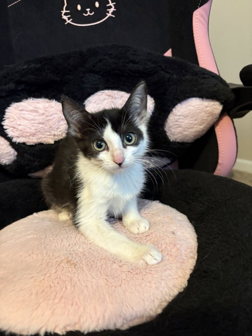 Vaporeon, a cat for adoption from C.A.T.S.-C.A.N., Inc.
