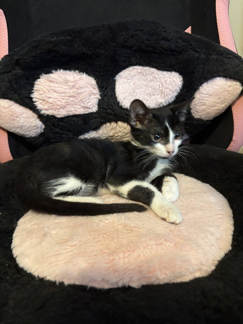 Flareon, a cat for adoption from C.A.T.S.-C.A.N., Inc.