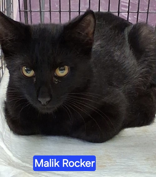 Photo 3 of Malik Rocker