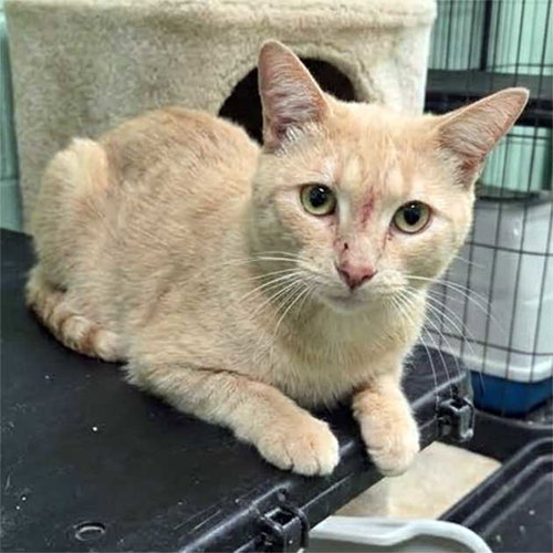 Lenox, a cat for adoption from C.A.T.S.-C.A.N., Inc.