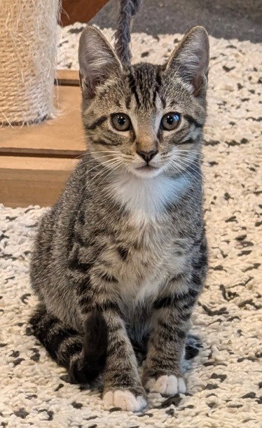 James, a cat for adoption from C.A.T.S.-C.A.N., Inc.