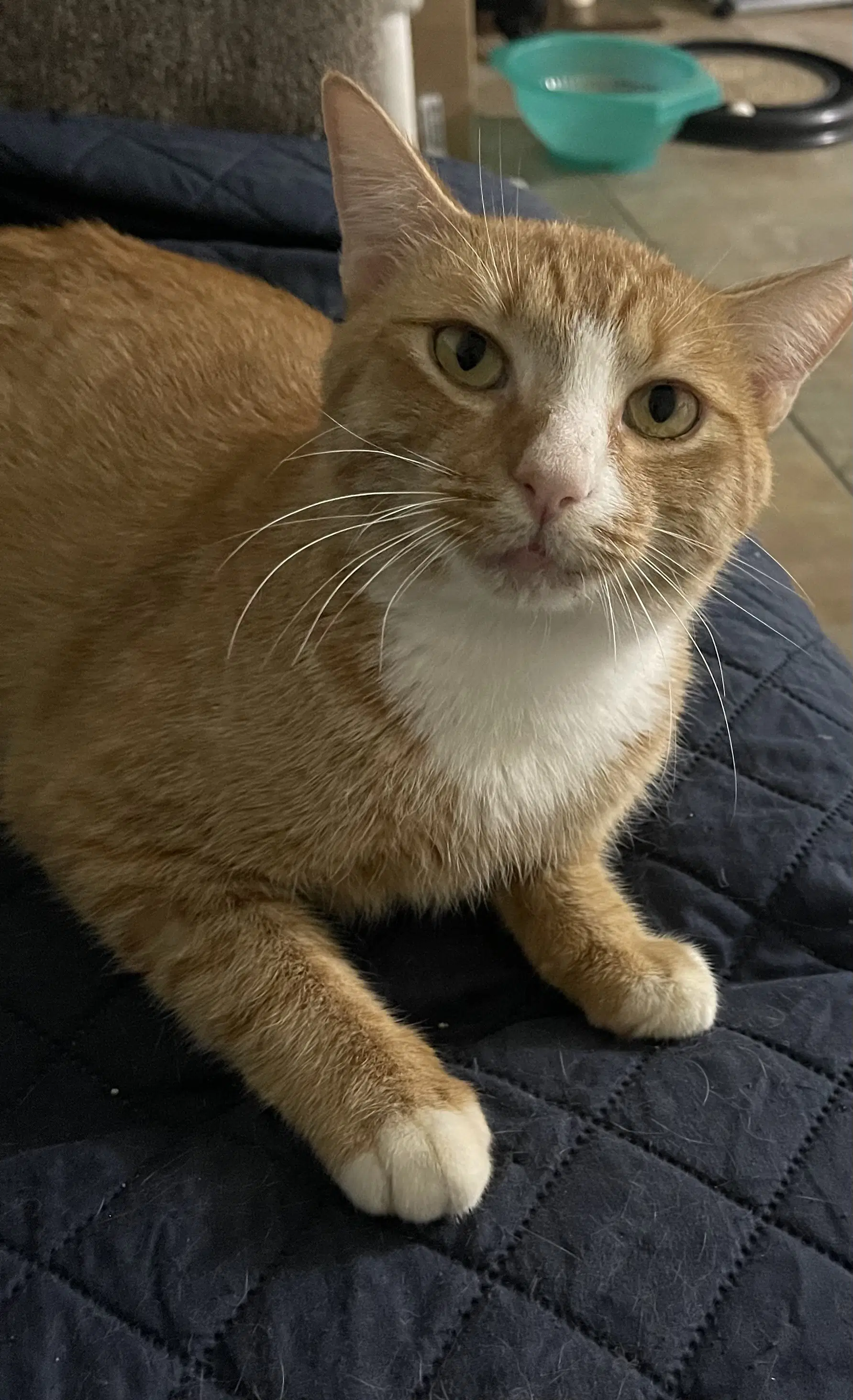 Wally image 2