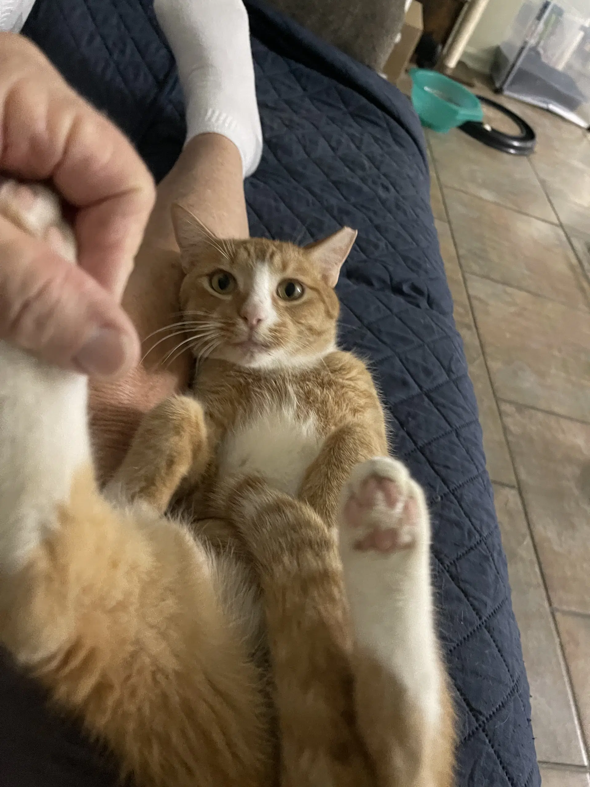 Wally image 4