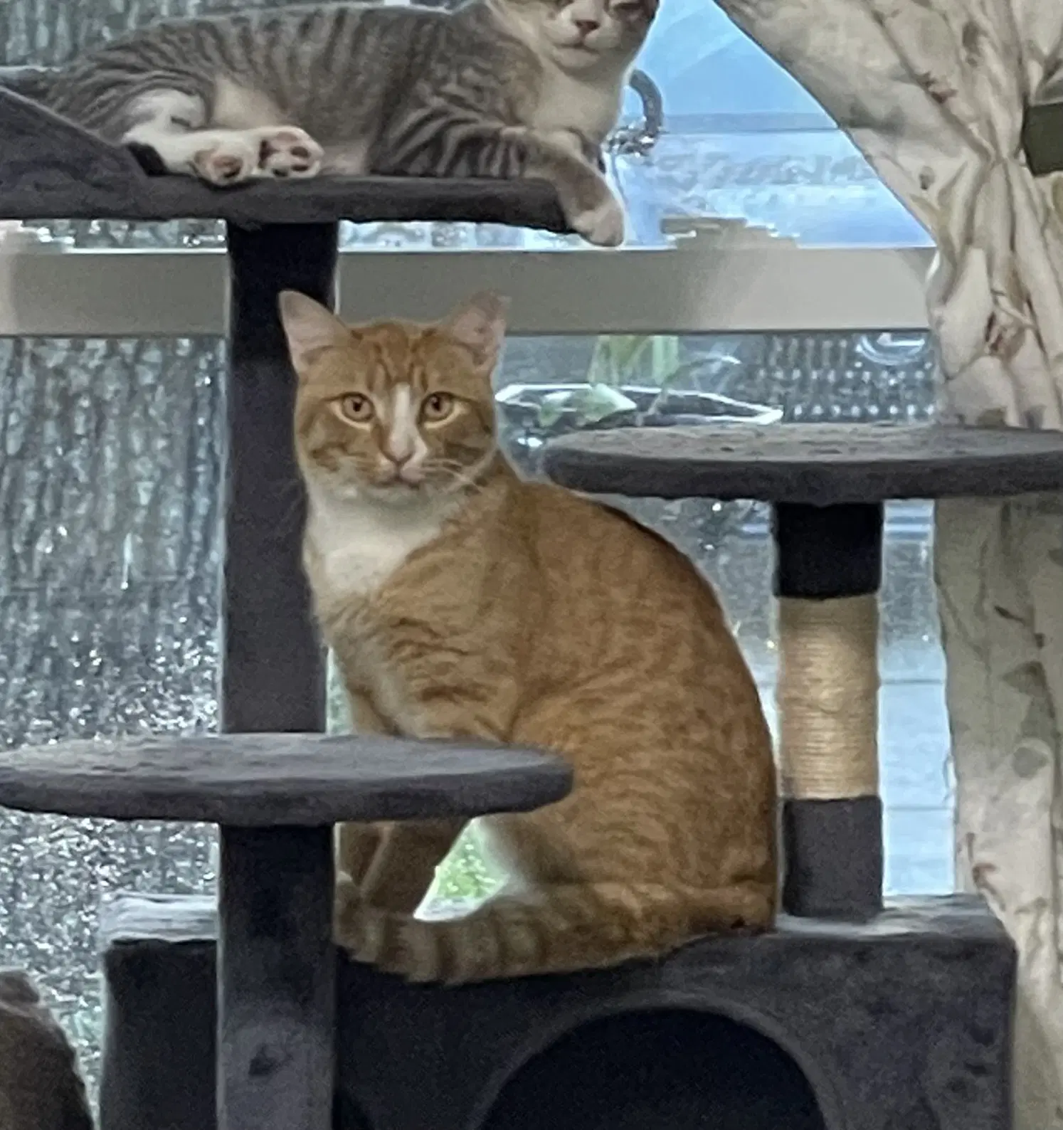 Wally - Domestic Short Hair
