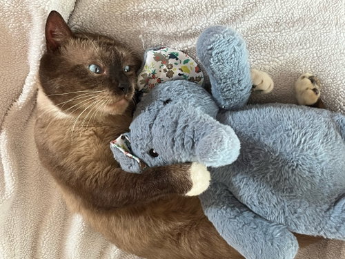Fred, a cat for adoption from C.A.T.S.-C.A.N., Inc.