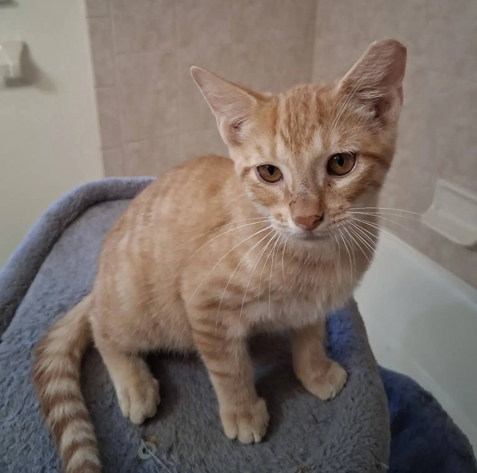 Lenny - Domestic Short Hair