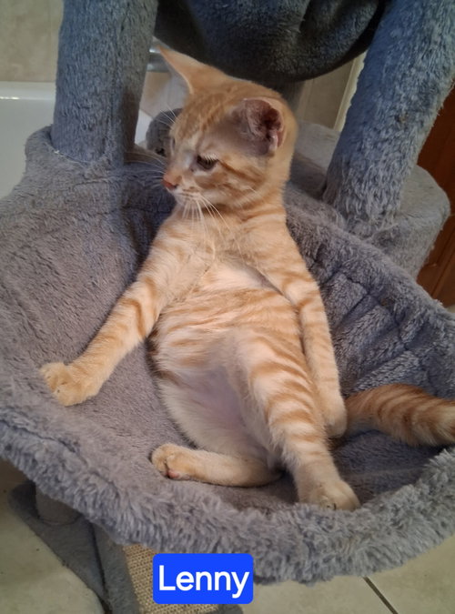 Photo 2 of Lenny