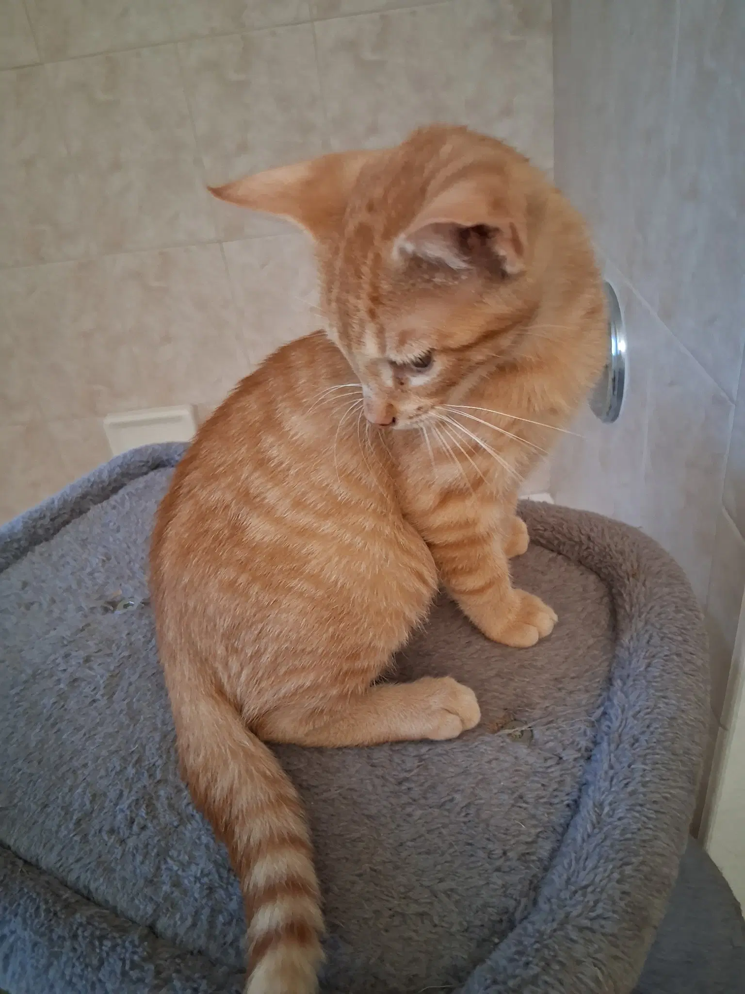 Lenny image 3