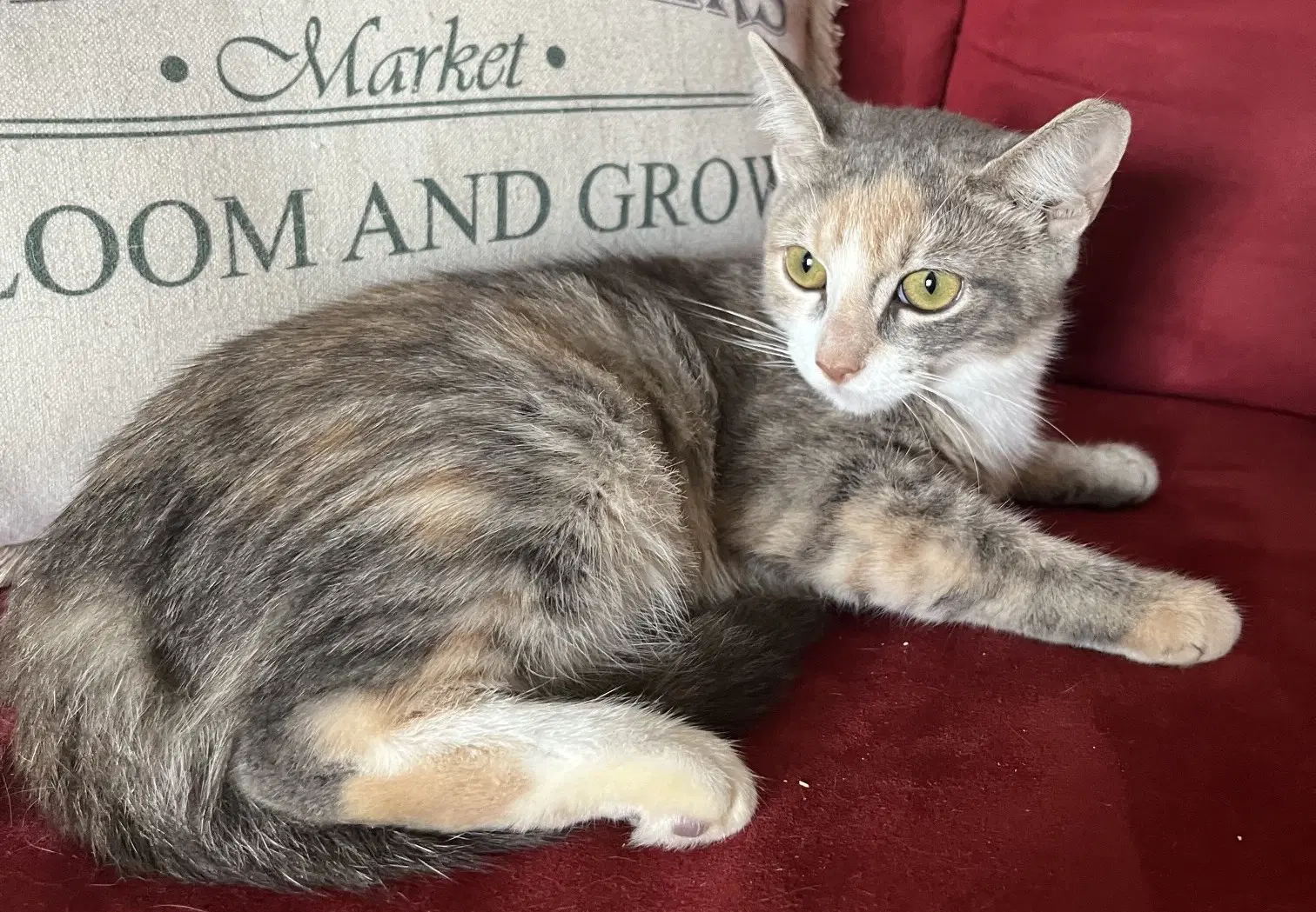 Trinity - Domestic Medium Hair