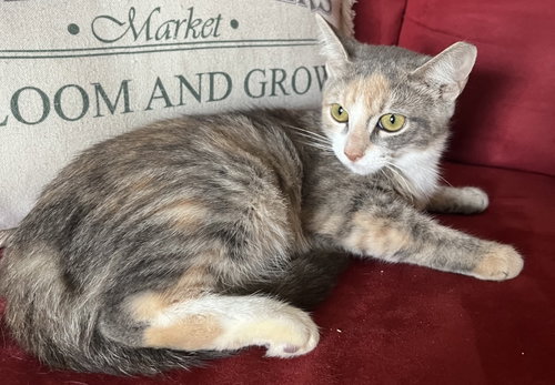 Trinity, a cat for adoption from C.A.T.S.-C.A.N., Inc.