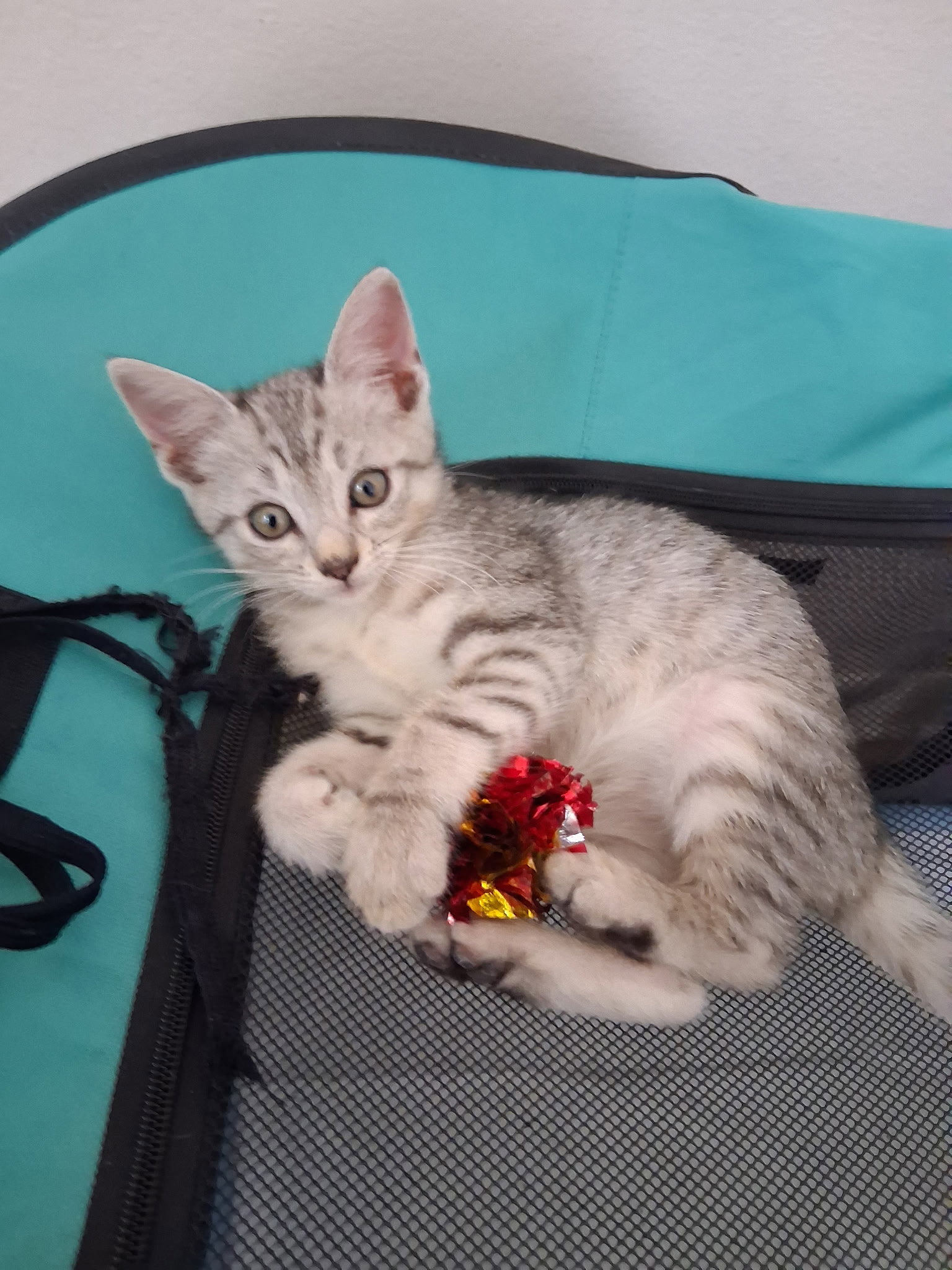 Allie, Domestic Short Hair