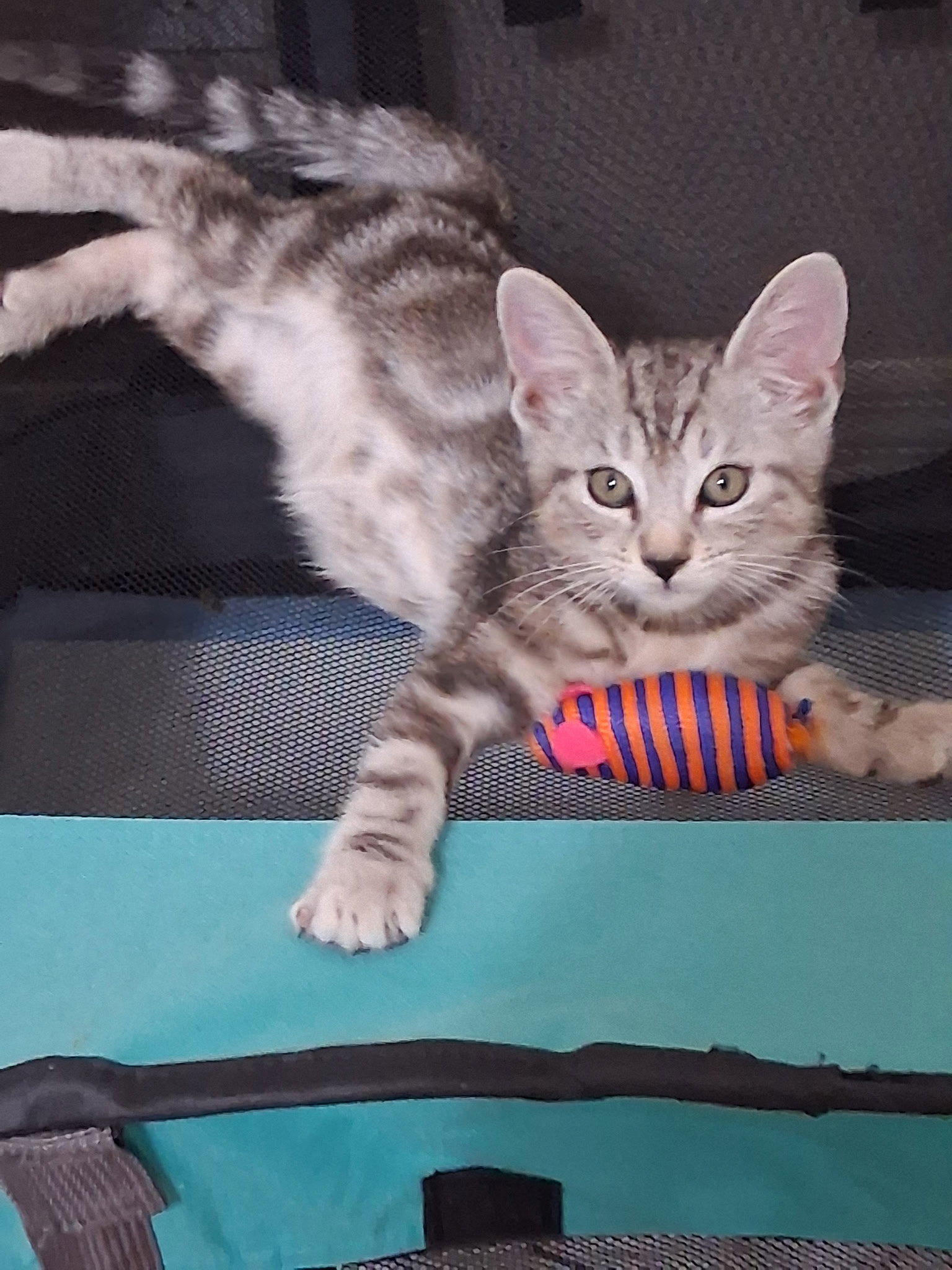Casey, Domestic Short Hair