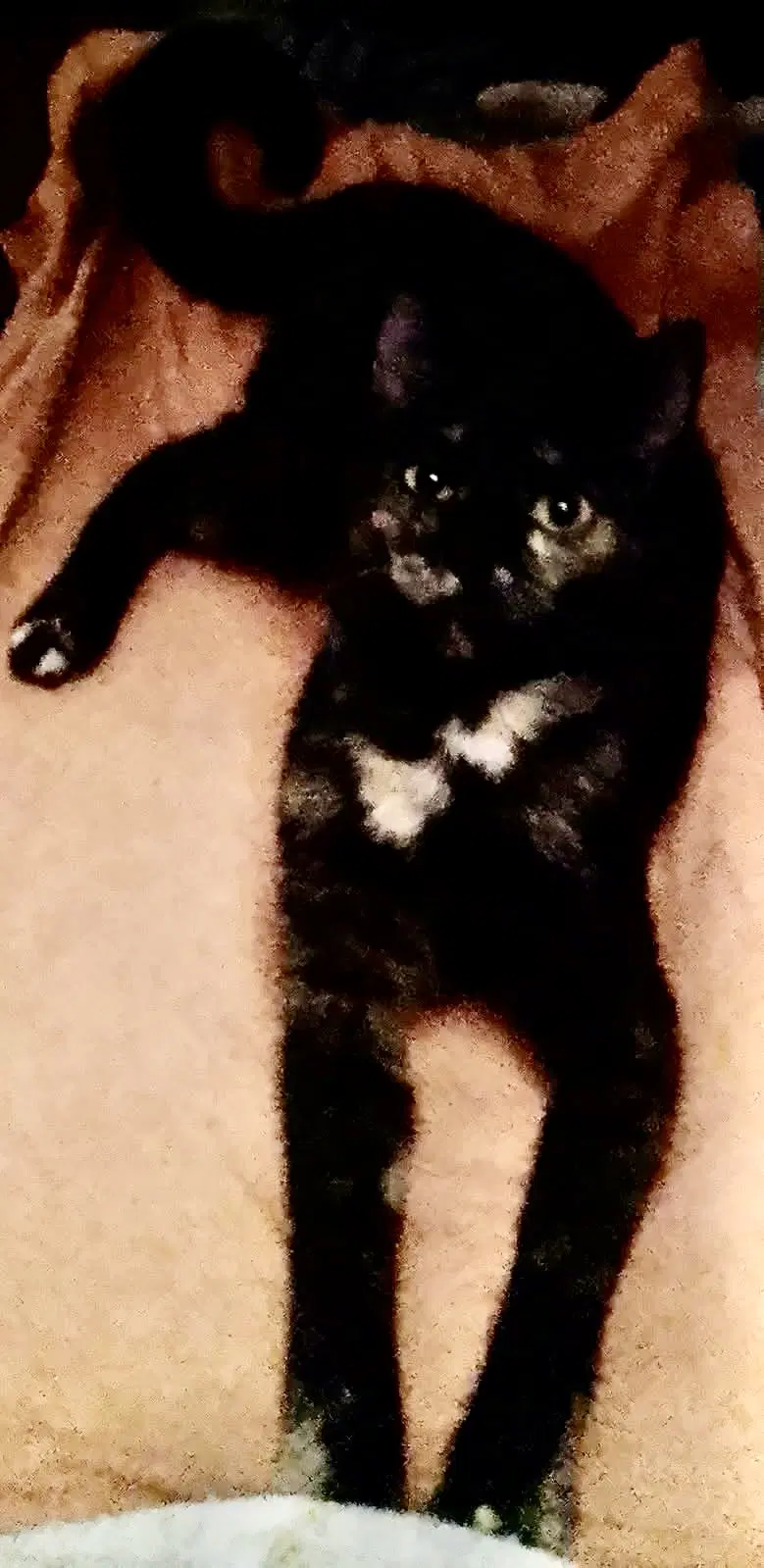 Molly image 2
