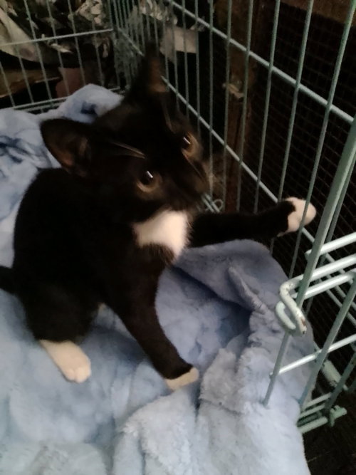 Dolly the Sweetie, a cat for adoption from C.A.T.S.-C.A.N., Inc.