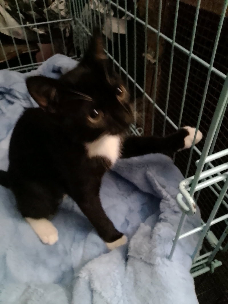 Dolly the Sweetie, photo 2
