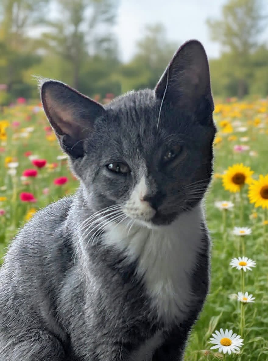 Lord Peter Wimsey, Domestic Short Hair