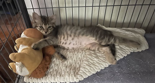 Gemini, a cat for adoption from C.A.T.S.-C.A.N., Inc.