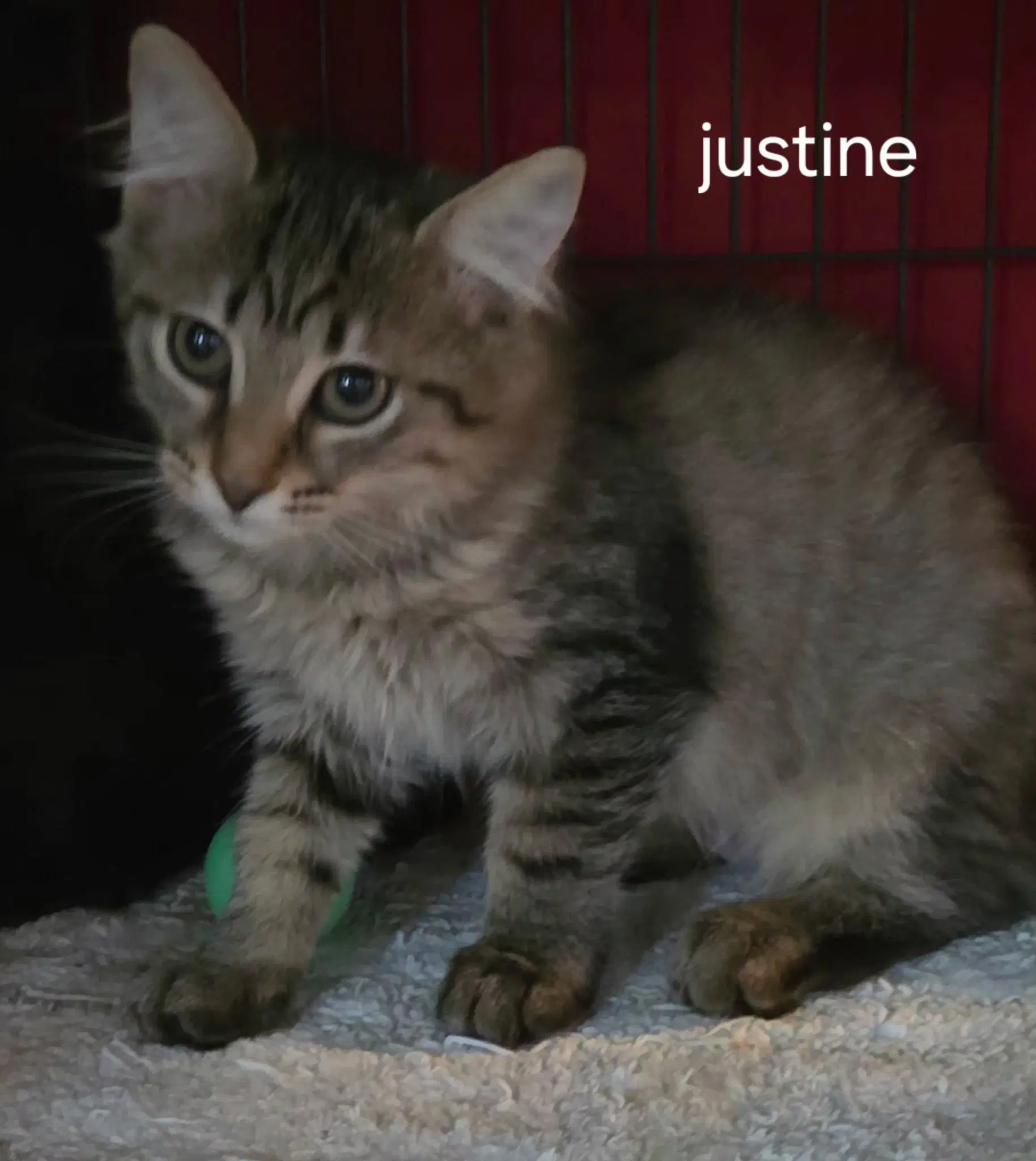 Justine - Domestic Medium Hair