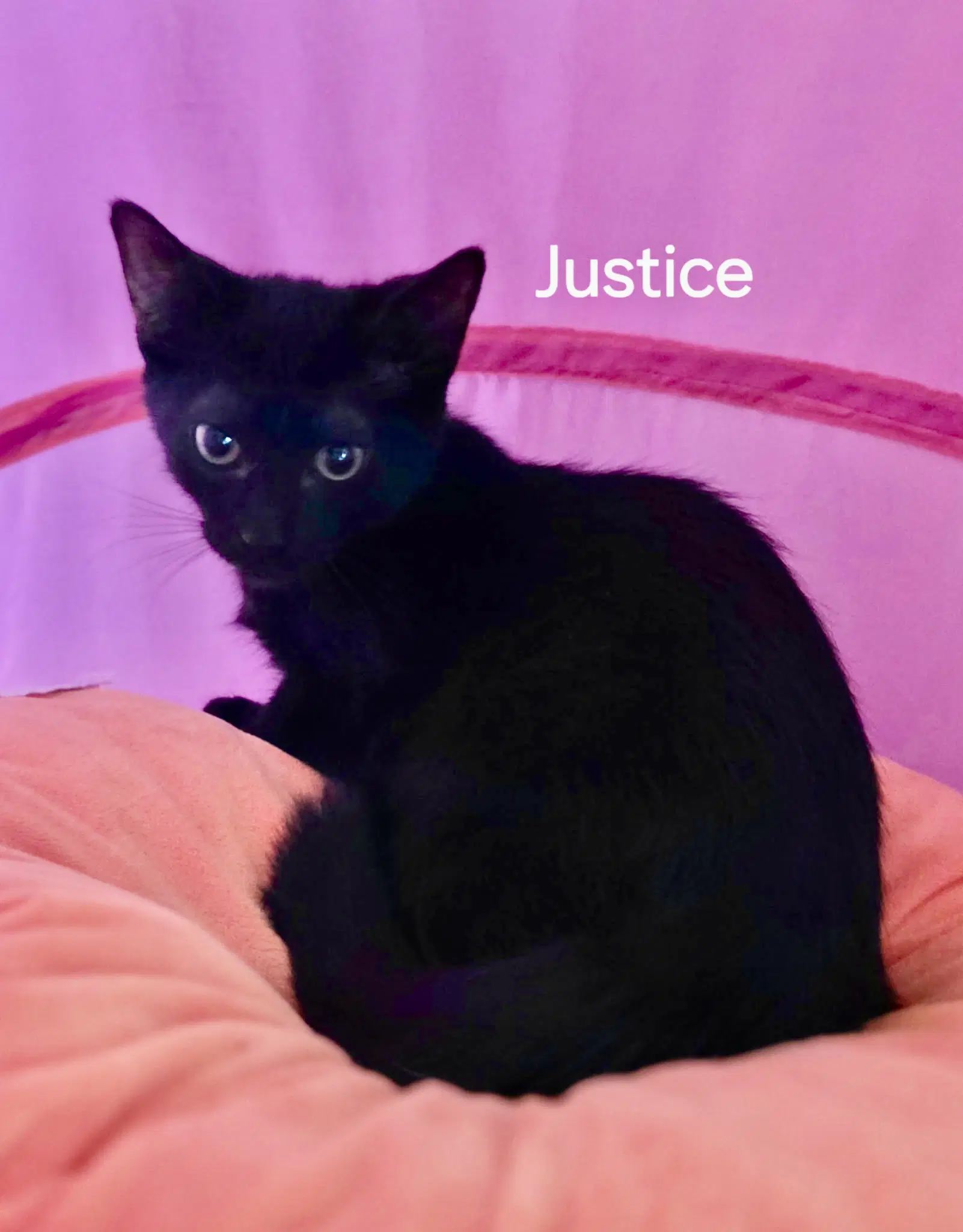 Justice - Domestic Short Hair