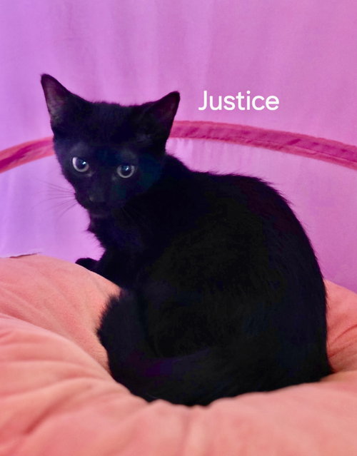 Justice, a cat for adoption from C.A.T.S.-C.A.N., Inc.