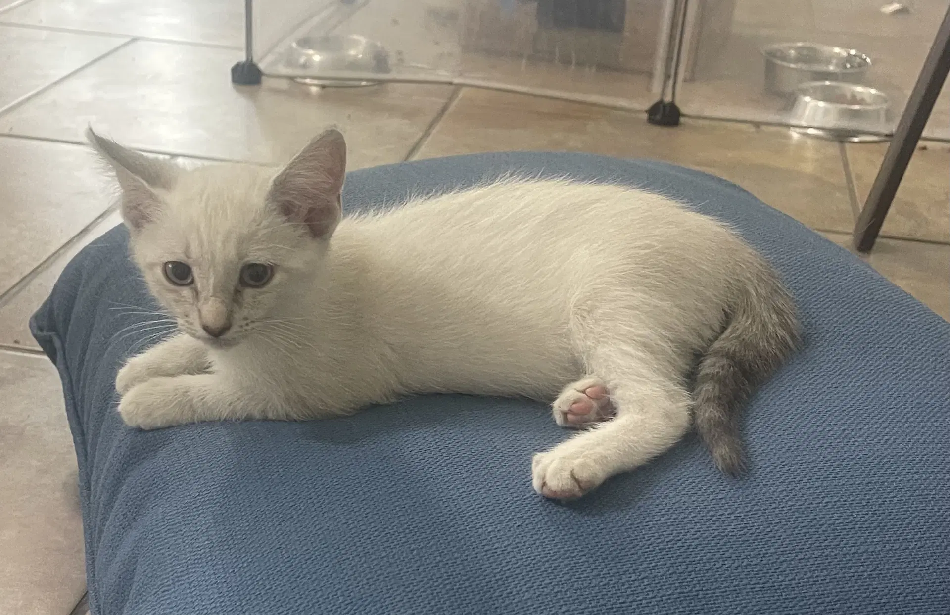 Gidget - Domestic Short Hair