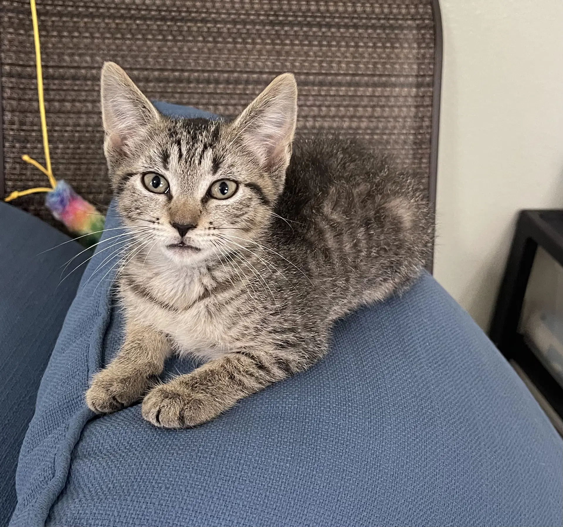 Kermit Aka Kermie - Domestic Short Hair