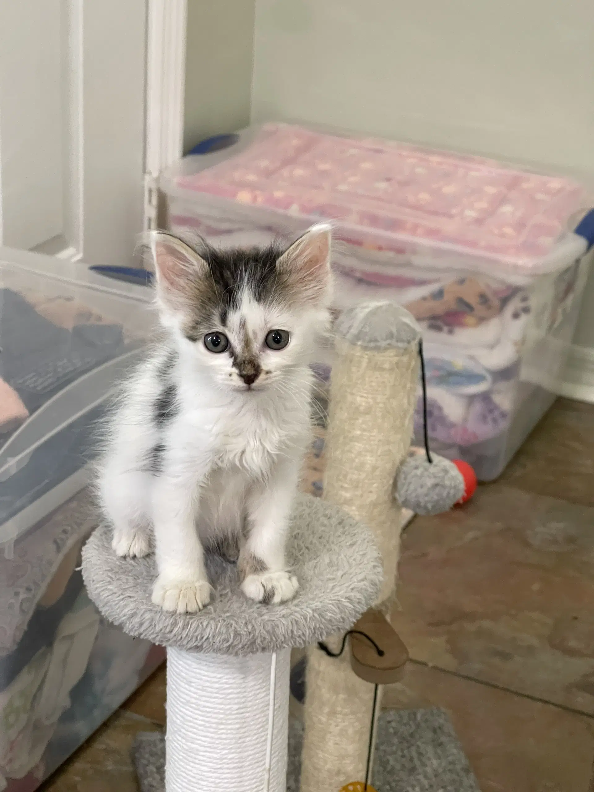 Abby - Domestic Short Hair