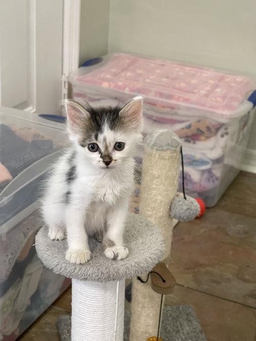 Abby, Domestic Short Hair / Mixed (short coat)