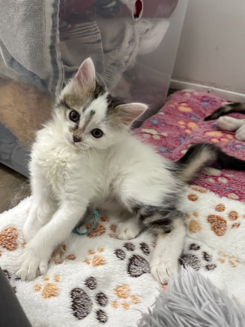 Cody, a male kitten up for adoption