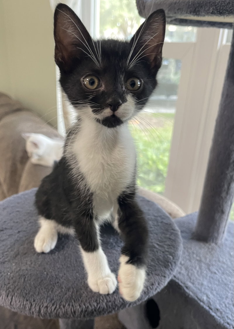 Toby, a male kitten up for adoption