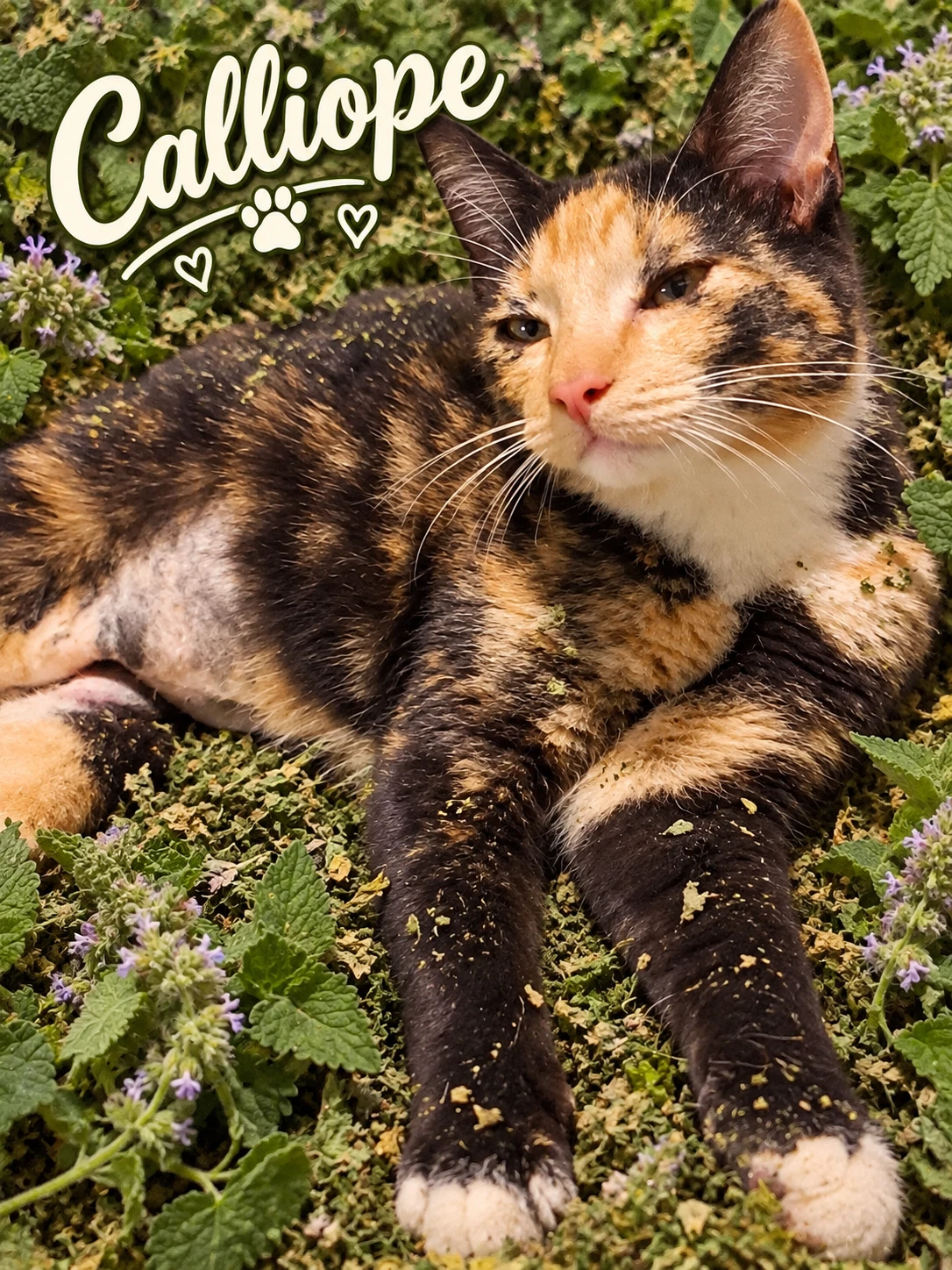 Calliope