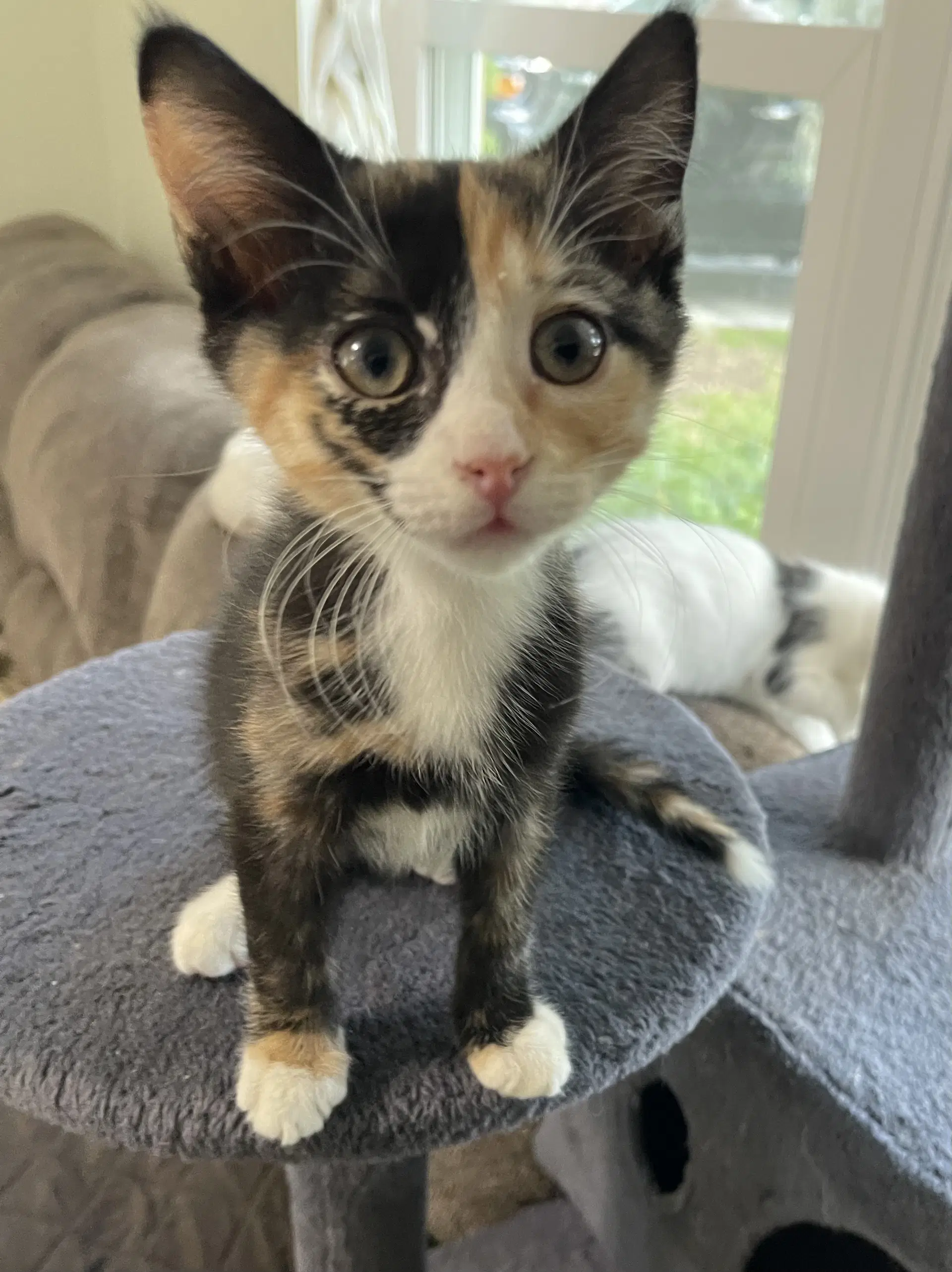 Zoey - Domestic Short Hair