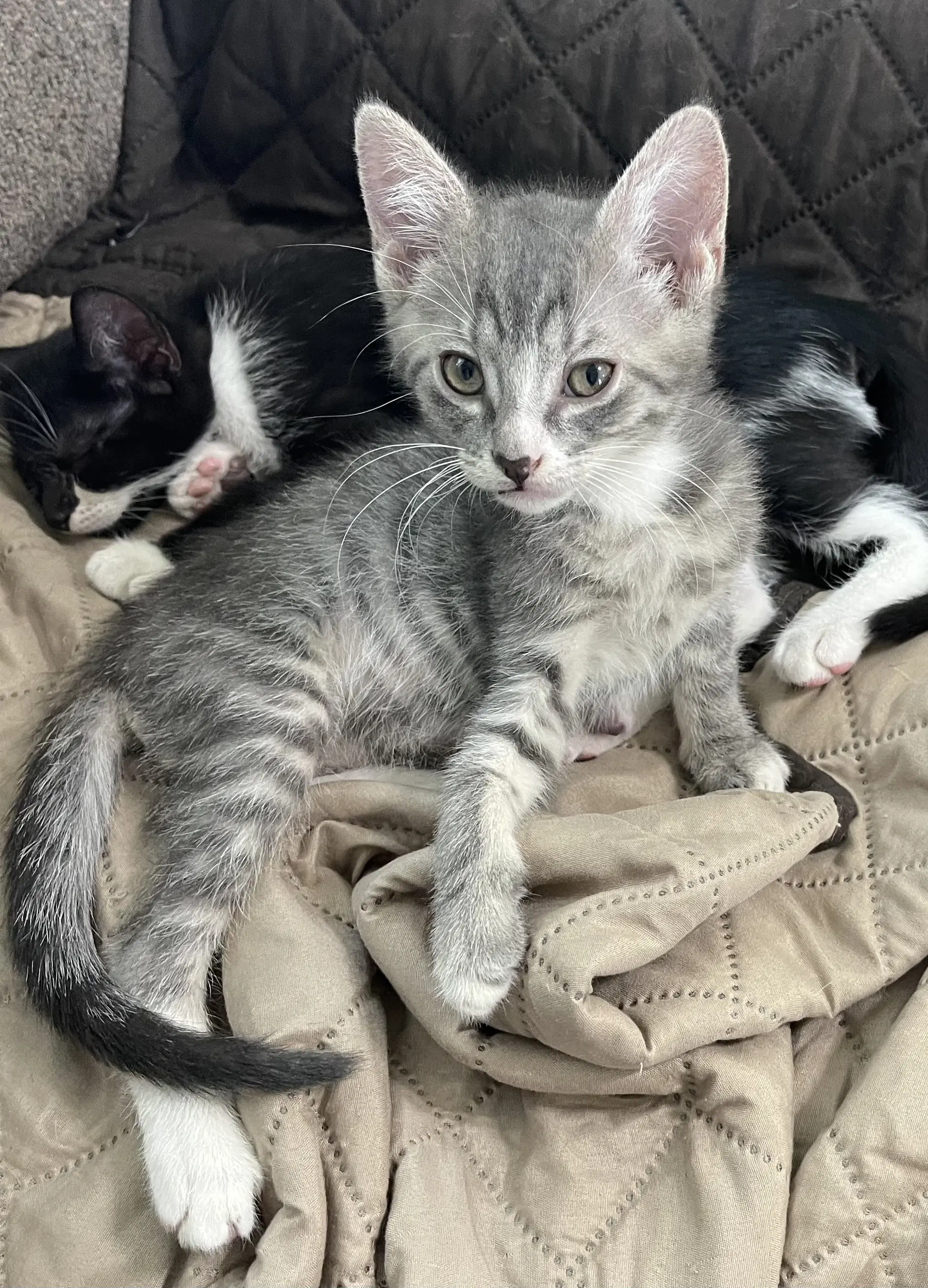 Ernie - Domestic Short Hair