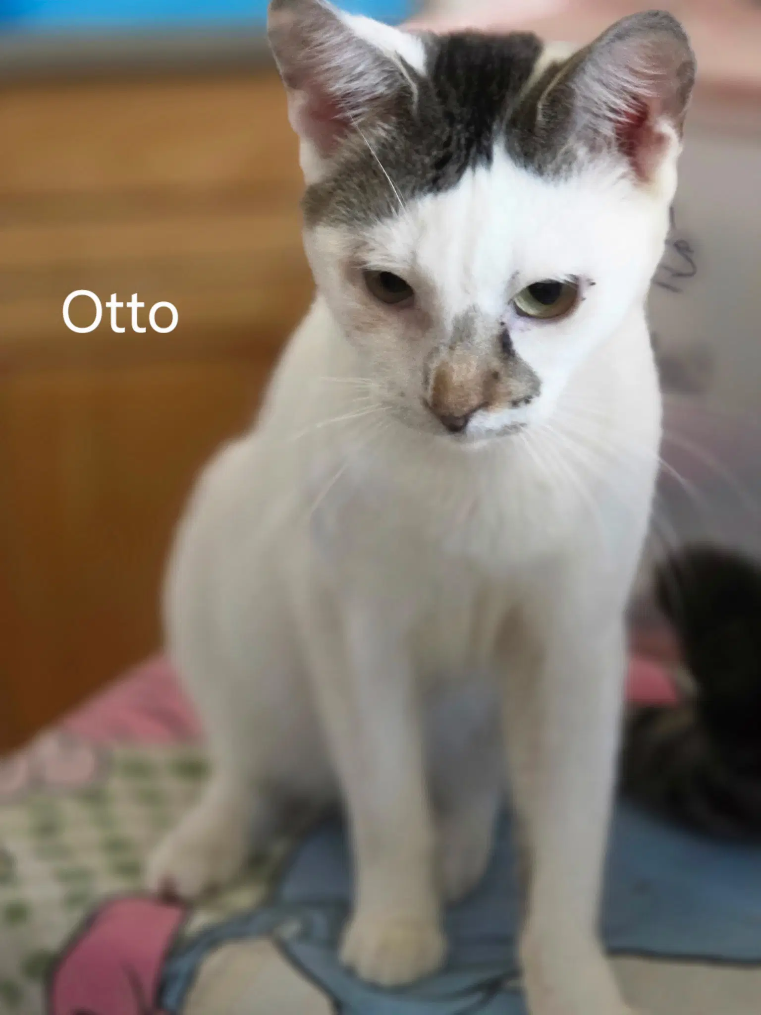 Otto image 2