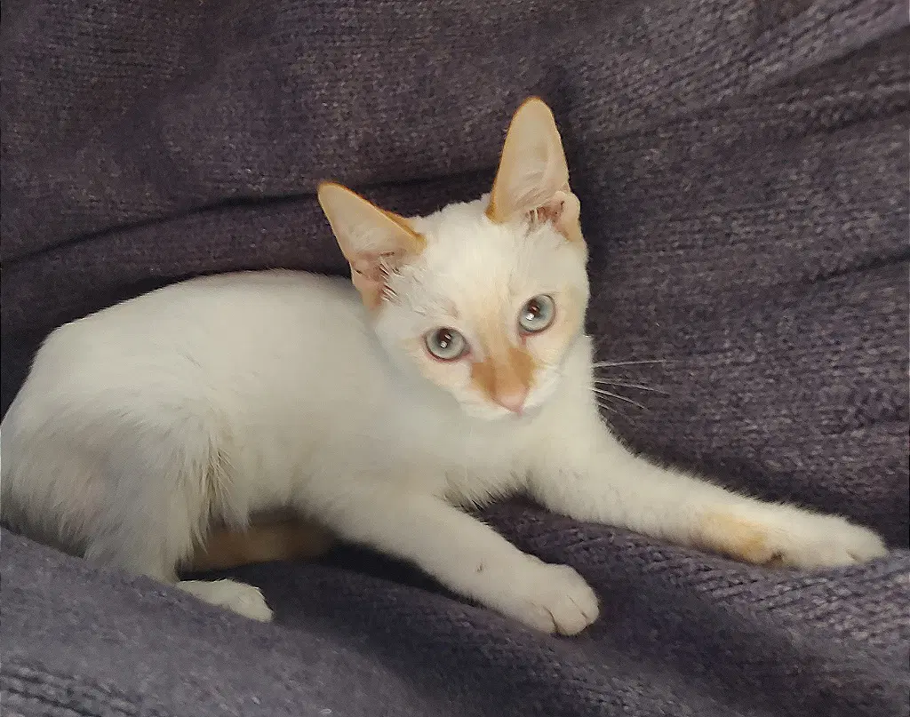 Saffron The Flame Point Siamese - Domestic Short Hair