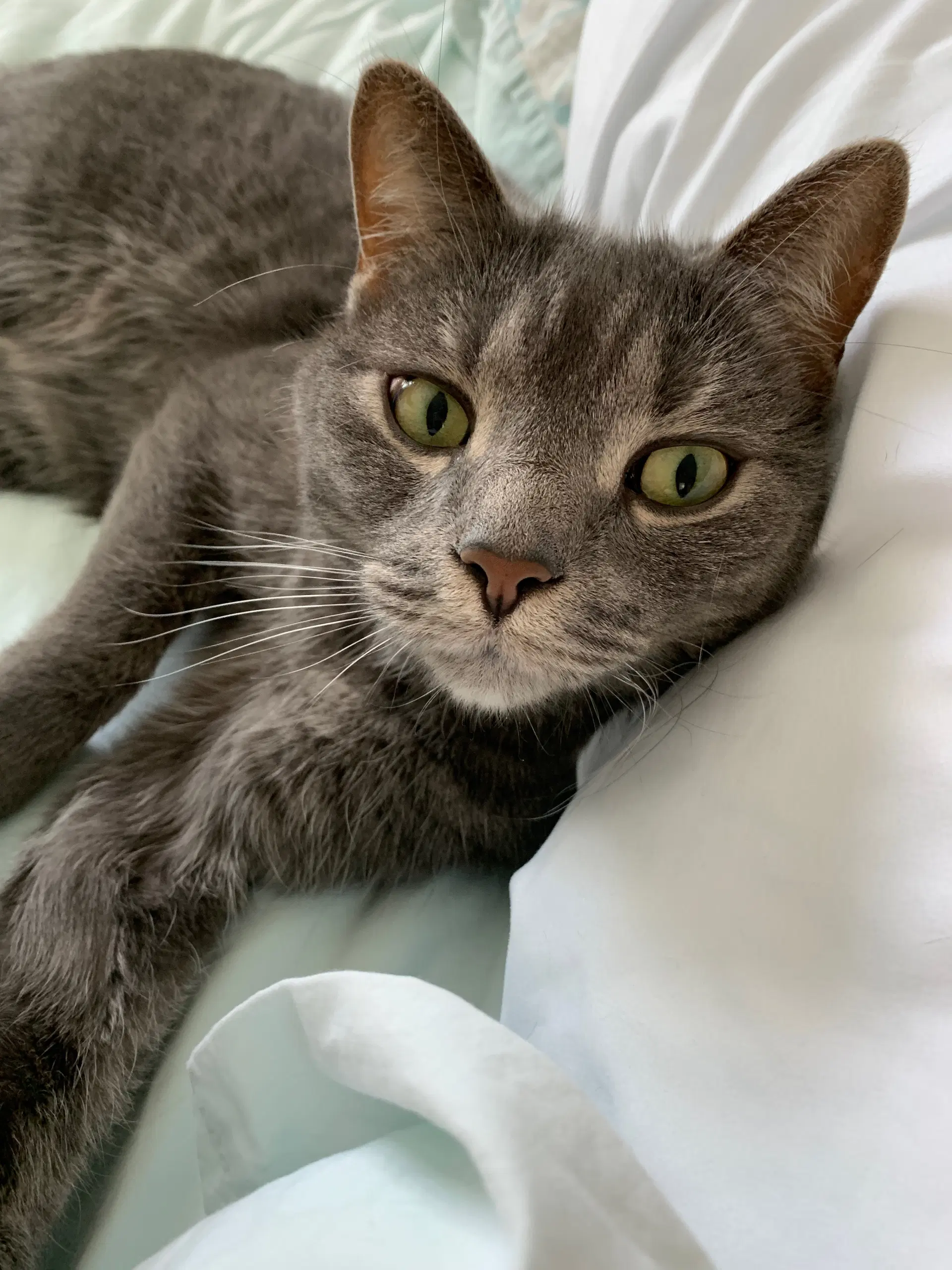 Charlie image 2