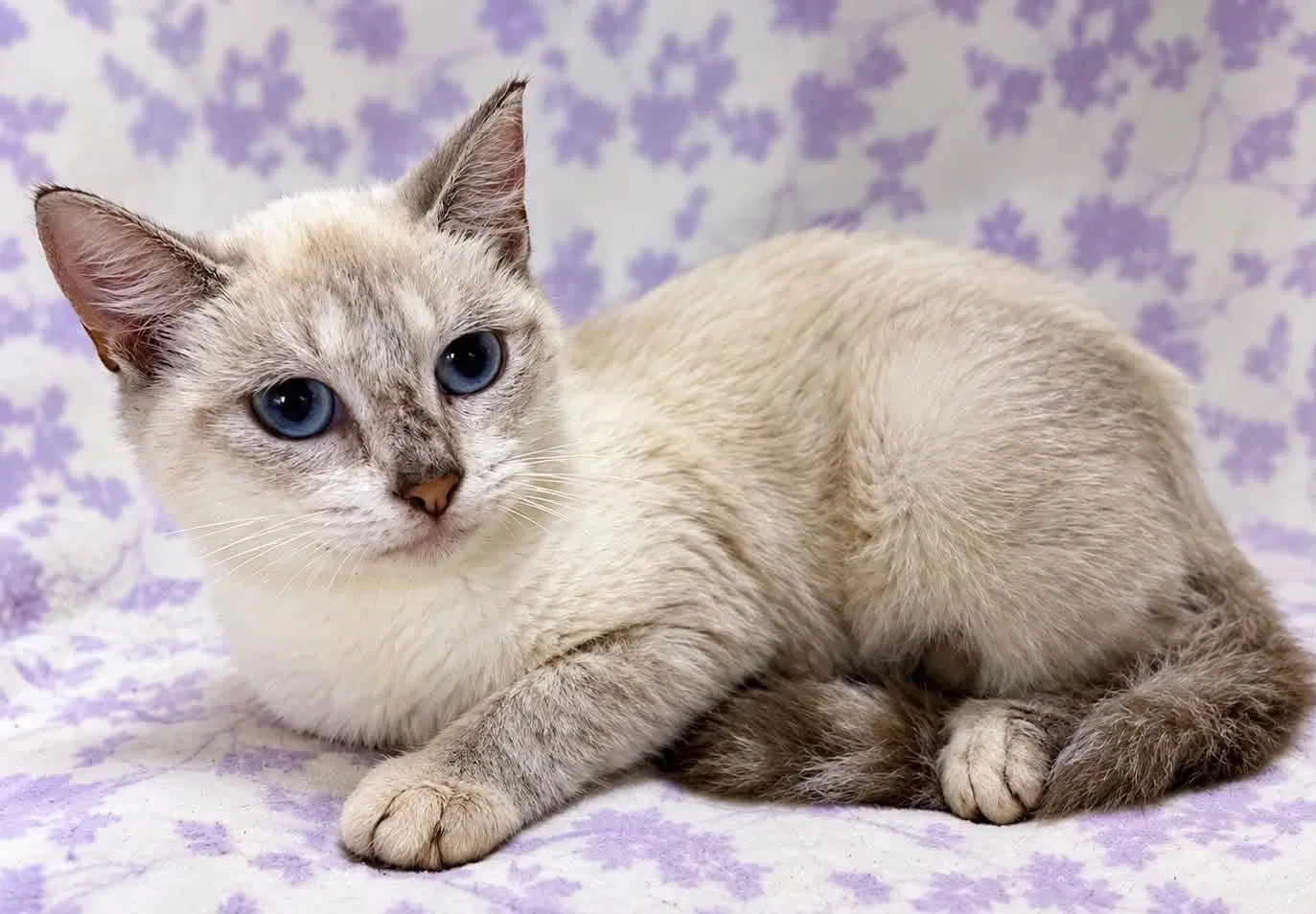 Rosemarie The Lynx Point Siamese - Domestic Short Hair