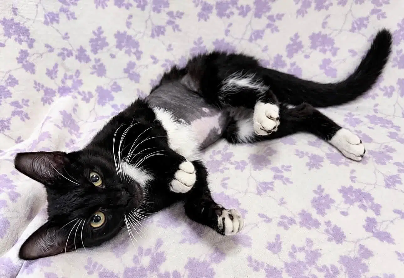 Minerva - Domestic Short Hair