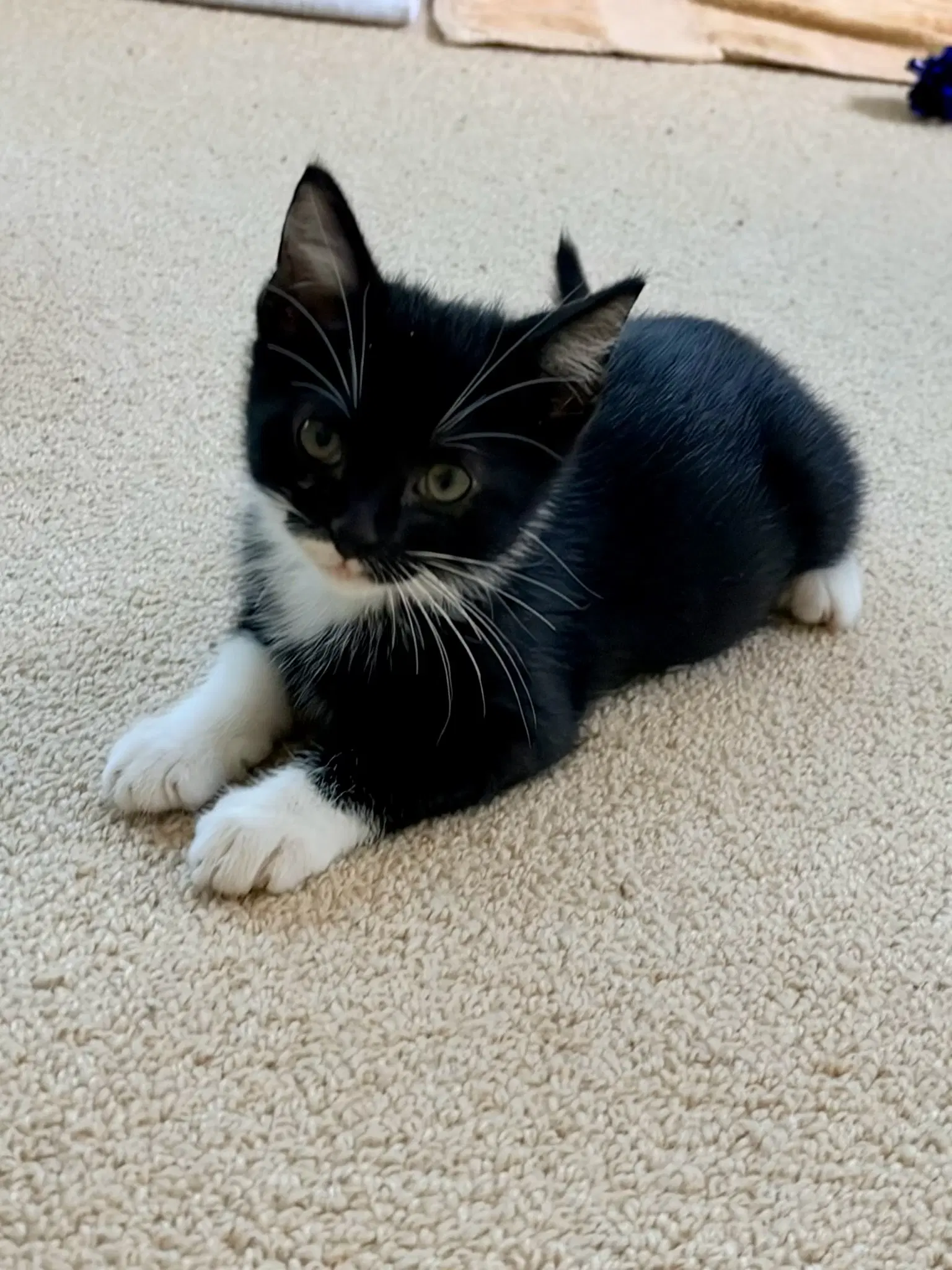 Pepper image 2