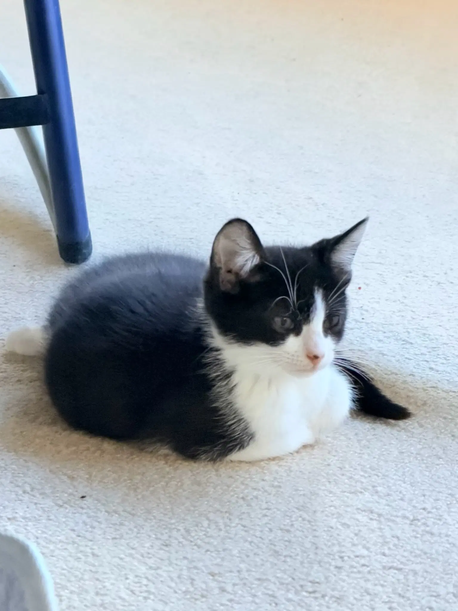Dre - Domestic Short Hair