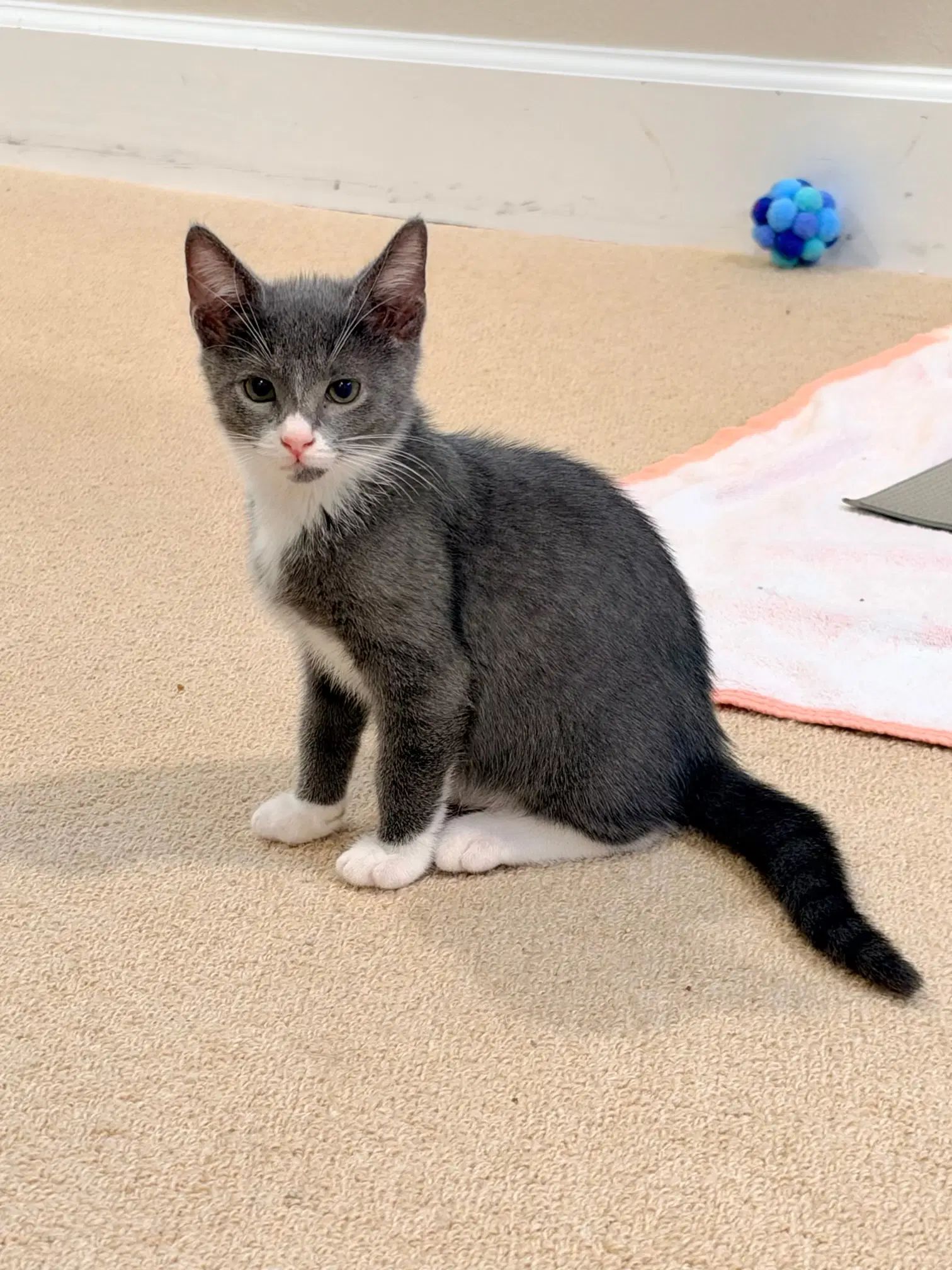Twin - Domestic Short Hair