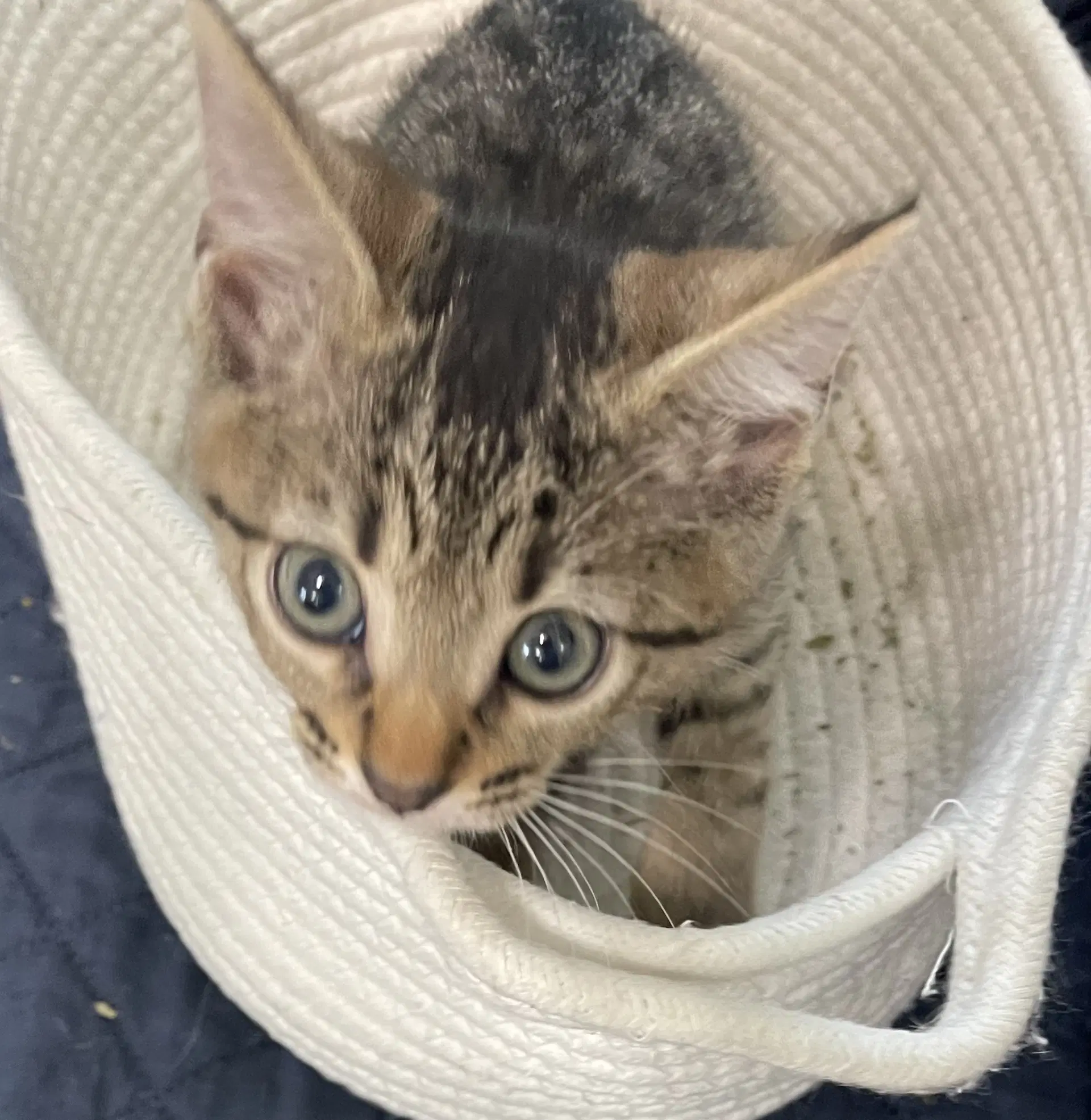 Olive - Domestic Short Hair