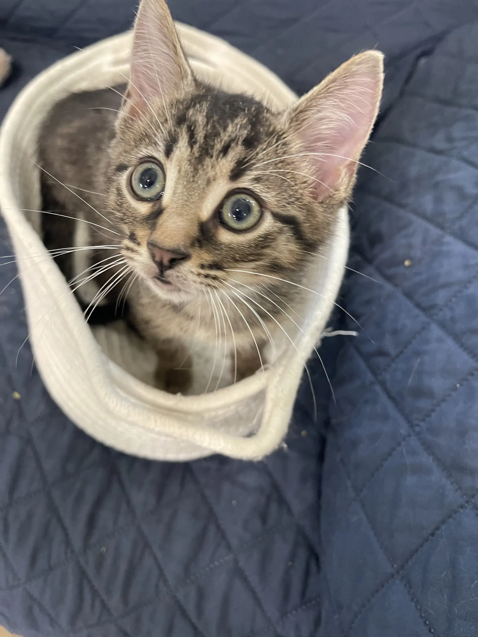 Rowan - Domestic Short Hair